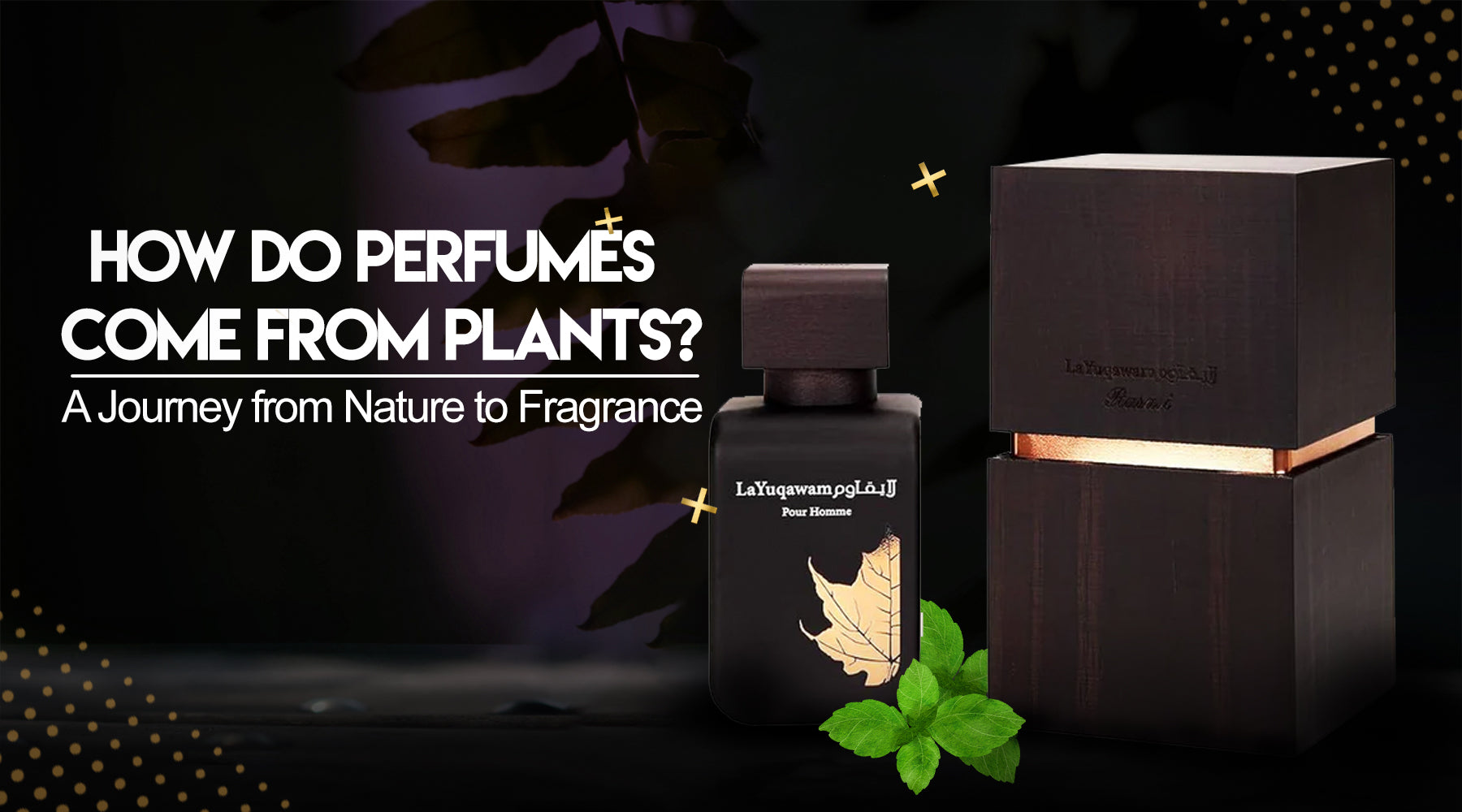 How Do Perfumes Come from Plants? A Journey from Nature to Fragrance